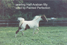 Painted Perfection Yearling